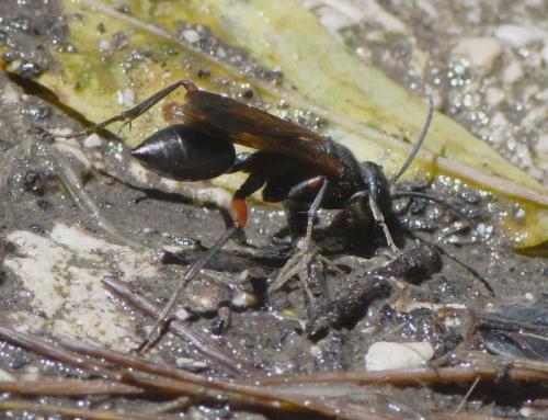 Réf. 261 824 : Chalybion femoratum